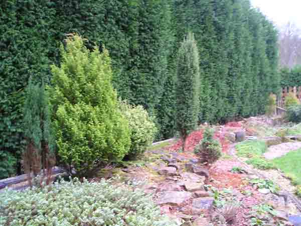 conifers