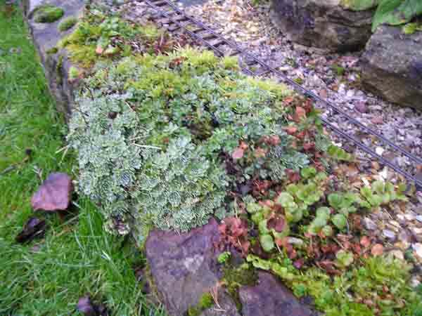 sedum