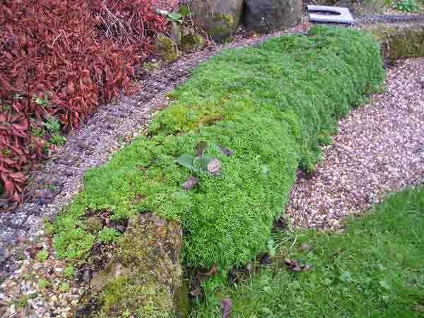 saxifrage
