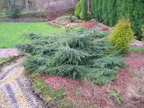 juniper