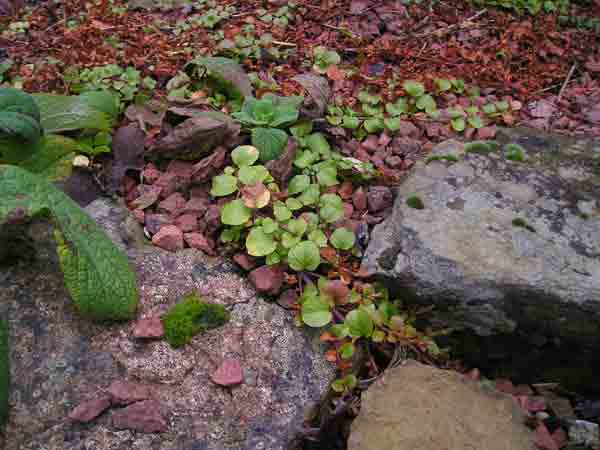 Creeping Jenny