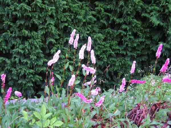 polygonium