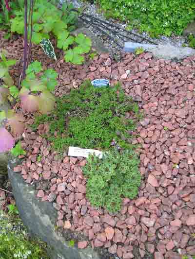 new planting