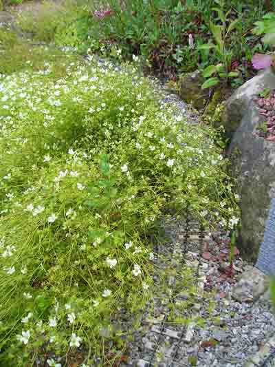more saxifrage